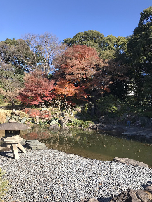 漫步于冬日的东京......点缀着秋的美丽-上野公园,新宿御苑,皇居,浅草寺