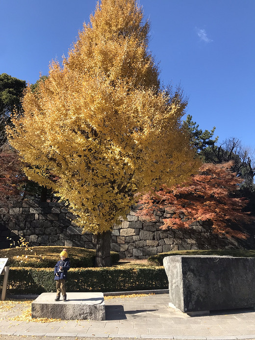 漫步于冬日的东京......点缀着秋的美丽-上野公园,新宿御苑,皇居,浅草寺