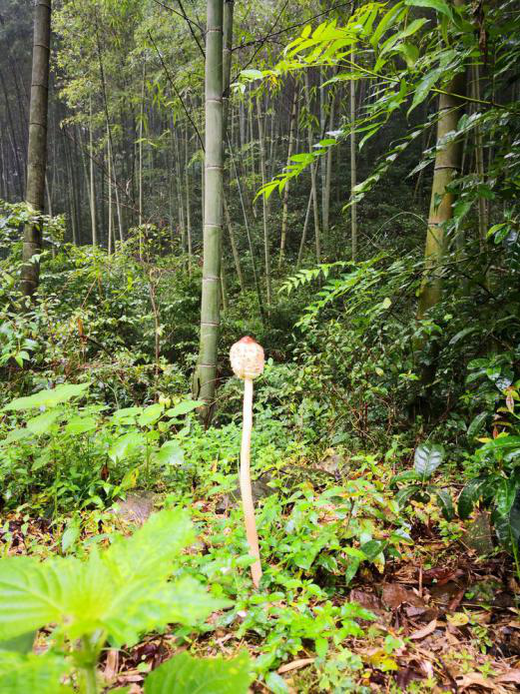 铜陵十里长冲水库游记