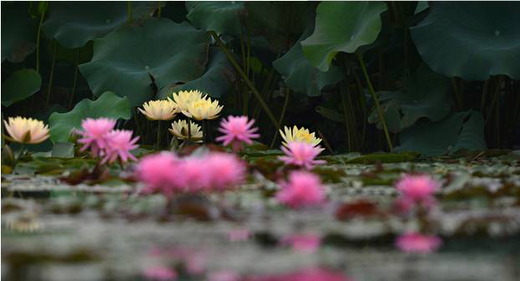 观花海 游湿地