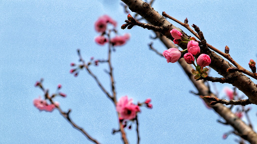 周边遊：深圳海上田园一天遊（17.03.2019）