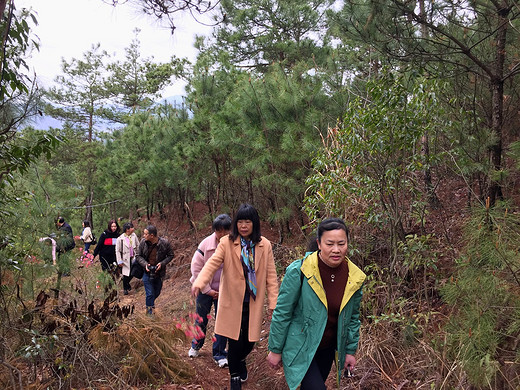 东山禅宗天下名，虎引洞下卧龙坪，月桂抱竹趸旗尖，美了洪楼醉佳人！