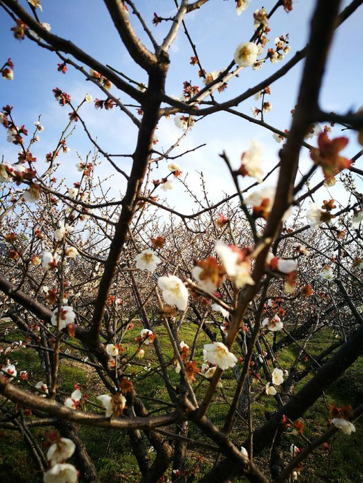 梧桐花谷