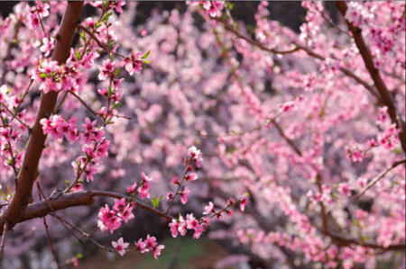 梧桐花谷