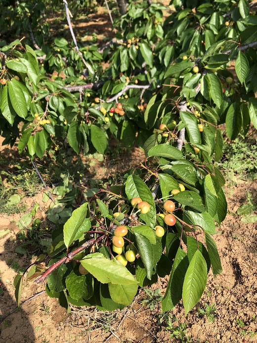 羊茂山之旅