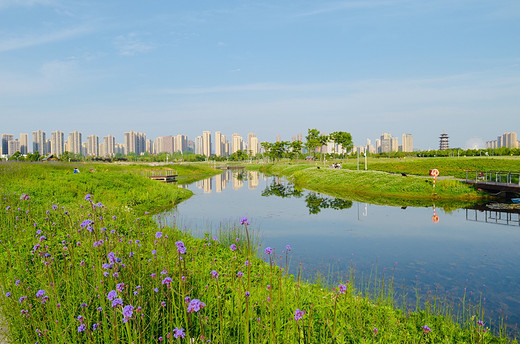 去长沙洋湖湿地公园，来一场心灵旅行（二）