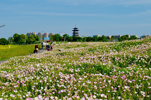 去长沙洋湖湿地公园，来一场心灵旅行（二）