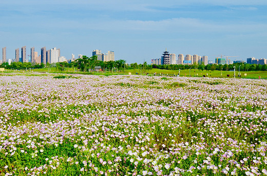 去长沙洋湖湿地公园，来一场心灵旅行（二）