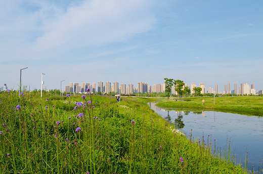 去长沙洋湖湿地公园，来一场心灵旅行（二）