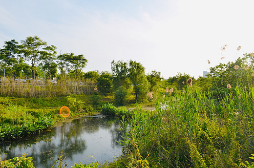 去长沙洋湖湿地公园，来一场心灵旅行（二）