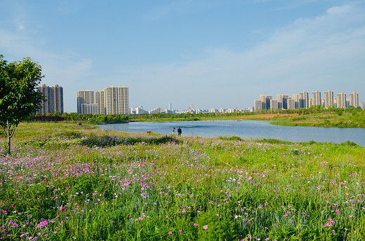 去长沙洋湖湿地公园，来一场心灵旅行（二）