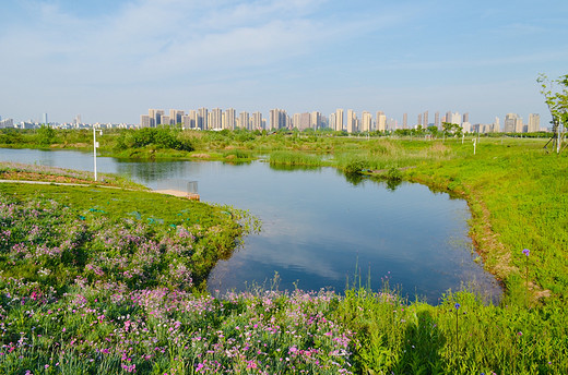 去长沙洋湖湿地公园，来一场心灵旅行（二）