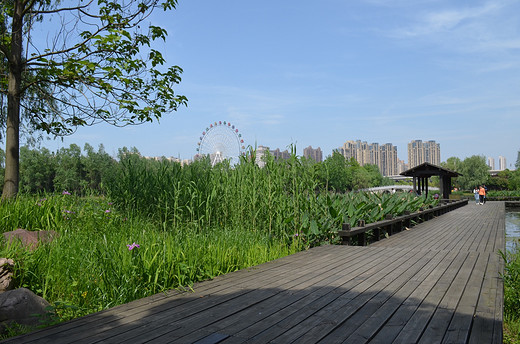 去长沙洋湖湿地公园，来一场心灵旅行（一）