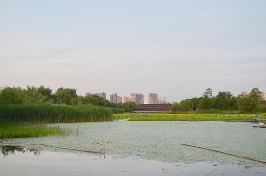 去长沙洋湖湿地公园，来一场心灵旅行（一）