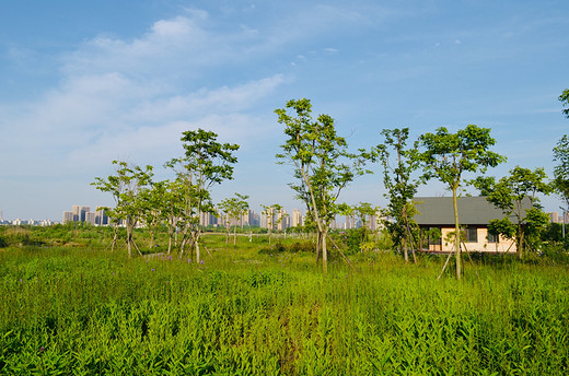 去长沙洋湖湿地公园，来一场心灵旅行（二）