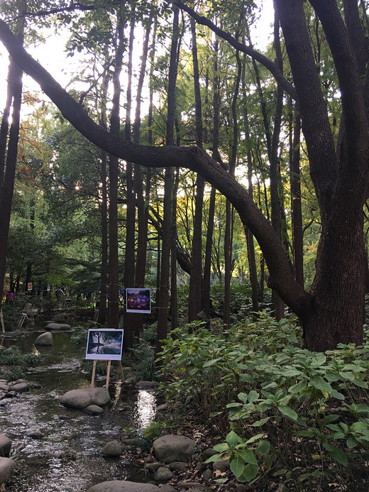 邂逅共青森林公园